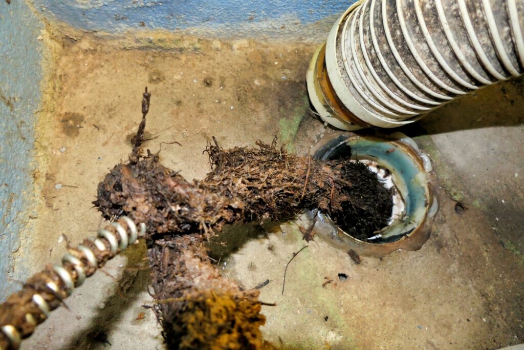 Roots being removed from a toilet drainage pipe